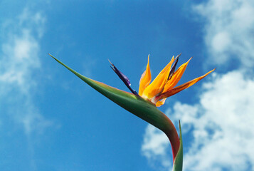 Obraz premium Strelitzia reginae bird of paradise