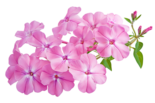 High-resolution phlox flower cluster isolated on transparent PNG background — ideal clipart for seamless botanical cutouts, greeting cards, wedding invitations, digital scrapbooking, sublimation print