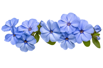 High-resolution cape leadwort (plumbago Auriculata) PNG clipart on transparent background — vibrant blue flower cluster perfect for seamless botanical cutouts, wedding invitations, sublimation prints