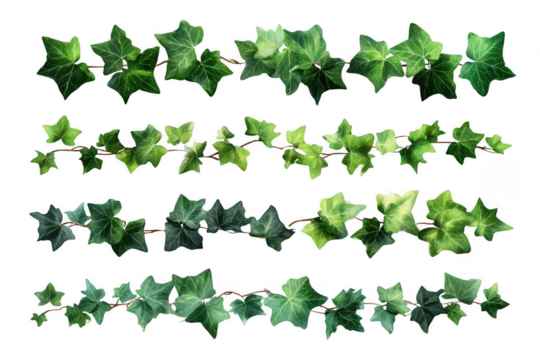Four horizontal rows of ivy leaves