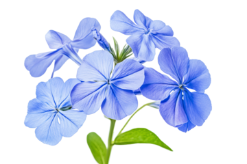 High-resolution cape leadwort (plumbago Auriculata) PNG clipart on transparent background — vibrant blue flower cluster perfect for seamless botanical cutouts, wedding invitations, sublimation prints