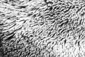 Abstract Black and White Texture of Soft and Furry Material