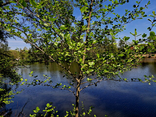 Sticky alder is a deciduous deciduous tree from the birch family. It usually grows to a height of about 30 meters, usually lives about 100 years, in some cases about 200 years