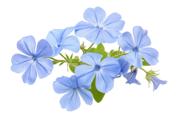 High-resolution cape leadwort (plumbago Auriculata) PNG clipart on transparent background — vibrant blue flower cluster perfect for seamless botanical cutouts, wedding invitations, sublimation prints