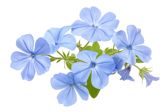 High-resolution cape leadwort (plumbago Auriculata) PNG clipart on transparent background — vibrant blue flower cluster perfect for seamless botanical cutouts, wedding invitations, sublimation prints