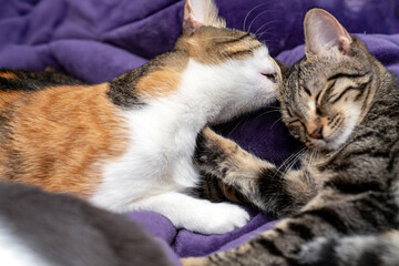 Adorable Cats Grooming Each Other, Showing Love and Affection, Cute Pet Companionship, Feline Bonding, Fluffy Kittens Cleaning, Cozy Home Moment, Domestic Animals Sharing Care and Friendship