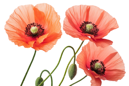 High-resolution red poppy flower bouquet PNG clipart on transparent background for seamless botanical cutouts, wedding invitations, sublimation prints, scrapbooking, and floral graphic design projects - Powered by Adobe