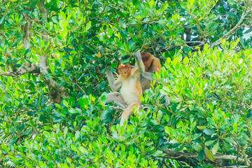 proboscis monkey or nasalis larvatus