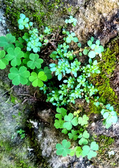 wild plants growing on the wall
