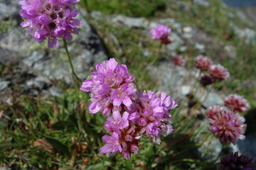 farbige Grasnelken inmitten der Berge