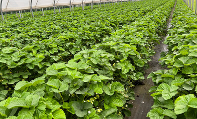 Many strawberry plants growing in a big greenhouse, industrial food production