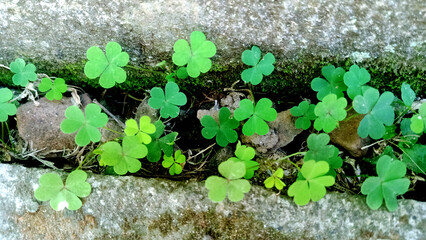 clover plants growing wild in the yard