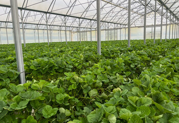 Many strawberry plants growing in a big greenhouse, industrial food production