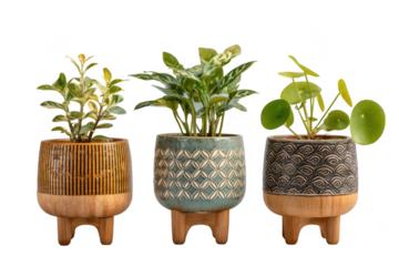 Three potted plants in decorative ceramic planters with bamboo bases