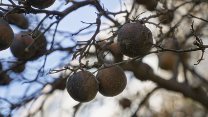 Dry oranges hanging from a citrus tree under blue sky in murcia showcase signs of decay and natural outdoor ambiance.