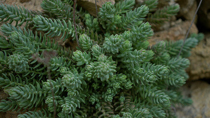 Lush green sedum reflexum or blue stonecrop succulents thrive on rocky surfaces outdoors in...