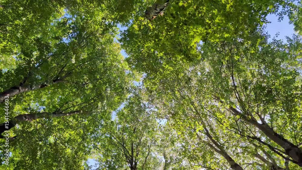 Aufkleber sunlight filters through a vibrant green canopy, creating a mesmerizing display of light and shadow 