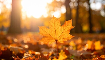 Fototapeta premium Golden Autumn Leaf in Sunlight Backlit Fall Foliage.