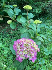 Hortensie blüht auf im Garten in Rosa
