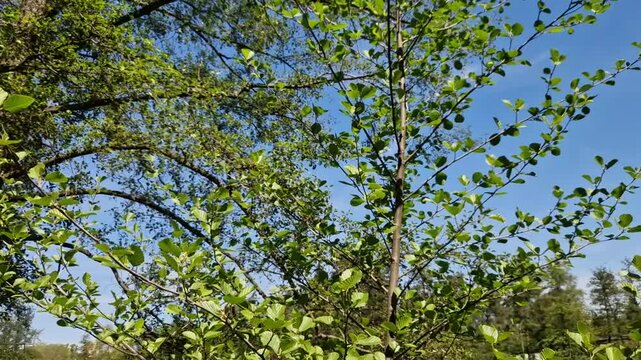 Sticky alder is a deciduous deciduous tree from the birch family. It usually grows to a height of about 30 meters, usually lives about 100 years, in some cases about 200 years