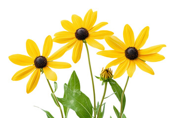 Naklejka premium High-resolution Rudbeckia daisy bouquet isolated on transparent background for seamless cutouts, wedding invitations, sublimation prints, scrapbooking and botanical design