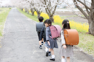 入学式イメージ　桜並木を歩く新一年生
