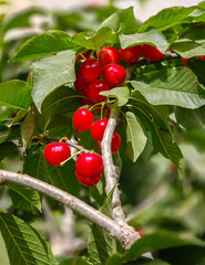 New yellow ripe cherries on branch