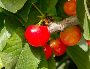 New yellow ripe cherries on branch