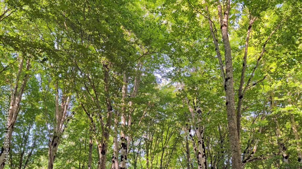 Poster sunlight streaming through dense forest canopy, casting ethereal light patterns across verdant leave