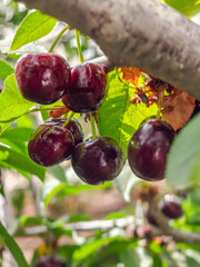 New black ripe cherries on branch