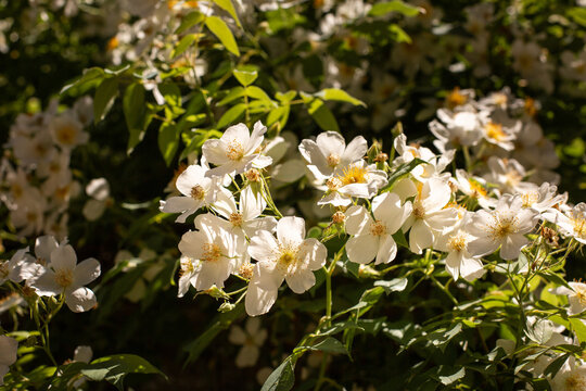 Fleurs blanches d'un rosier musqu&eacute; ensoleill&eacute; en gros plan