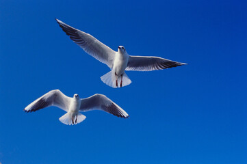 Birds seagulls pair in flight