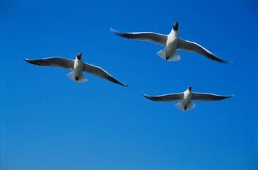 Birds seagulls flying