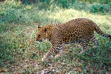Leopard or panther panthera pardalis searching prey