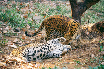 Leopard or panther panthera pardalis couple