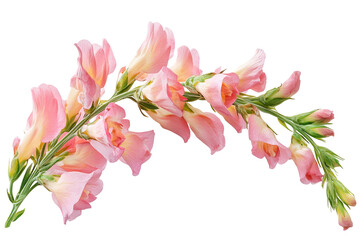 Obraz premium Vibrant snapdragon flower bouquet clipart — high-resolution PNG with transparent background ideal for seamless floral cutouts, wedding invitations, sublimation prints and scrapbooking