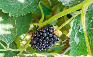 New blackberry, black blackberries on a branch