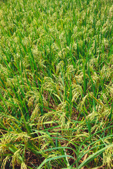 Rice field, Deogad, Maharashtra, India
