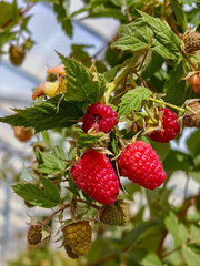Close up of organic raspberries growing on branch