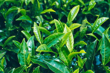 Tea leaves in garden