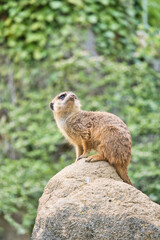 Watchful meerkat on rocks in front of green, blurred background, animal photo.