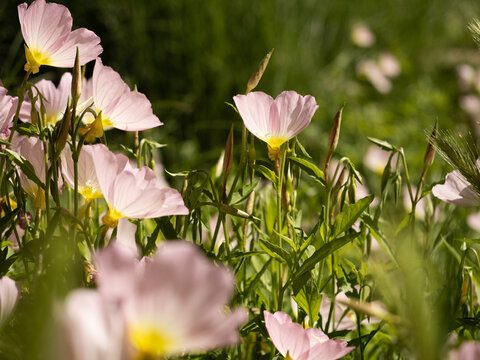 Gros plan de fleurs roses dans un massif vert, p&eacute;tales translucides &eacute;clair&eacute;es par le soleil