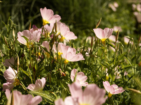 Fleurs roses en gros plan dans un massif de verdure, p&eacute;tales d&eacute;licates et translucides &eacute;clair&eacute;es par le soleil