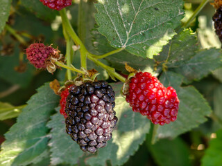 New blackberry black blackberries on a branch