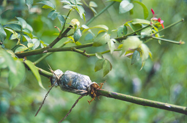 grafting rose plant flower 