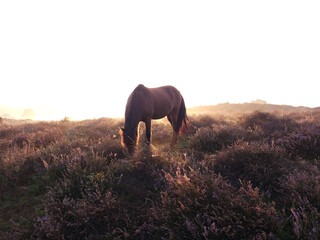 A wild horse with heather flower in Veluwe