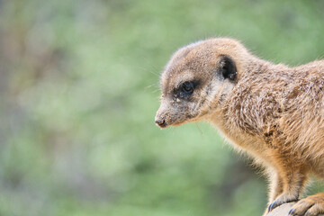 Fototapeta premium Watchful meerkat on rocks in front of green, blurred background, animal photo.