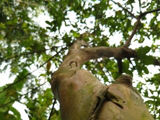 Low angle photo of a guava tree showing rough textured bark and dense green foliage above, captured from the ground looking upward through the leafy