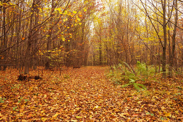 Autumn nature in the park area.
