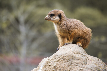 Watchful meerkat on rocks in front of green, blurred background, animal photo.